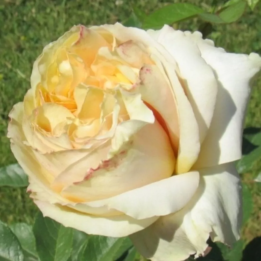 Bijela - Ruža - Mangano - naručivanje i isporuka ruža