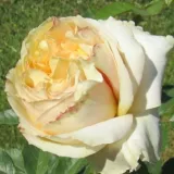 Hybrydowa róża herbaciana - róża o intensywnym zapachu - zapach malin - sadzonki róż sklep internetowy - online - Rosa Mangano - biały
