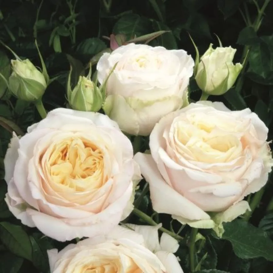 Rosales híbridos de té - Rosa - Mangano - comprar rosales online