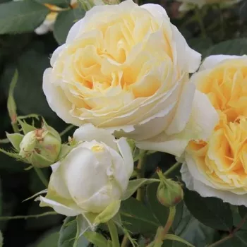Rosa Mangano - blanco - rosales híbridos de té