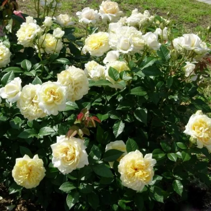 Tömvetelt virágú - Rózsa - Mangano - online rózsa vásárlás