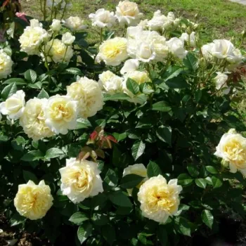 Krémszínű - teahibrid rózsa - intenzív illatú rózsa - málna aromájú