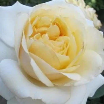 Rosen-webshop - edelrosen - teehybriden - rose mit intensivem duft - himbeere-aroma - Mangano - weiß - (70-100 cm)