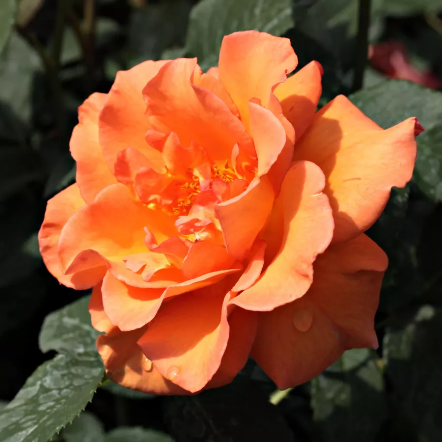 Pomarańczowy - Róża - Ariel - Szkółka Róż Rozaria