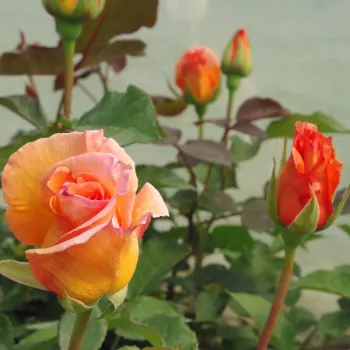 Narancssárga - teahibrid rózsa   (100-160 cm)
