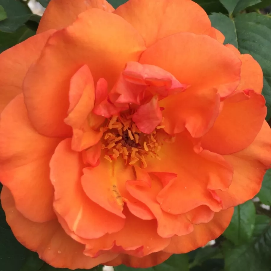 Hybrid Tea, Pernetiana - Rosa - Ariel - Produzione e vendita on line di rose da giardino