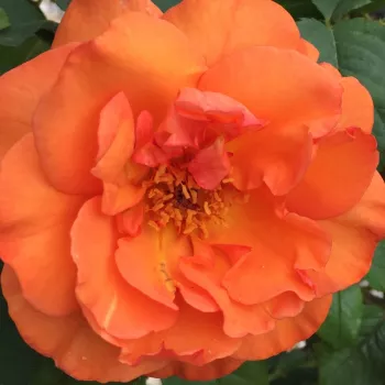 Online rózsa rendelés  - teahibrid rózsa - narancssárga - intenzív illatú rózsa - pézsmás aromájú - Ariel - (100-160 cm)