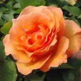 Trandafiri pomisor - portocale - Rosa Ariel - trandafir cu parfum intens