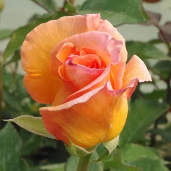 Rosa Ariel - portocale - Trandafiri hibrizi Tea