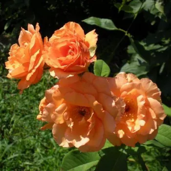 Narancssárga - teahibrid rózsa - intenzív illatú rózsa - pézsmás aromájú