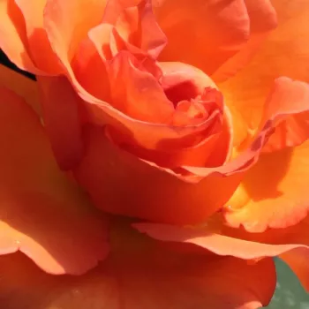 Ruže - online - koupit - čajohybrid - oranžový - Ariel - intenzívna vôňa ruží - pižmo - (100-160 cm)
