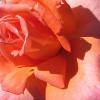 Online rózsa vásárlás - rózsaszín - teahibrid rózsa - My nan™ - diszkrét illatú rózsa - ibolya aromájú - (100-120 cm)