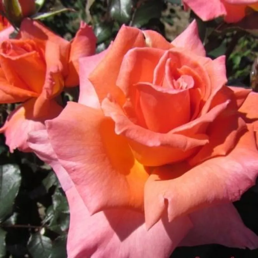 Różowy - Róża - My nan™ - Szkółka Róż Rozaria