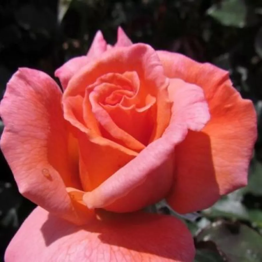árbol de rosas híbrido de té – rosal de pie alto - Rosa - My nan™ - rosal de pie alto
