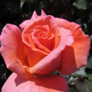 Rosa My nan™ - różowy - róża pienna - Róże pienne - z kwiatami hybrydowo herbacianymi