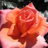 Rózsaszín - diszkrét illatú rózsa - ibolya aromájú - Online rózsa vásárlás - Rosa My nan™ - teahibrid rózsa