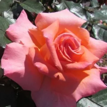 Lazacrózsaszín - narancssárga árnyalat - teahibrid rózsa - diszkrét illatú rózsa - ibolya aromájú