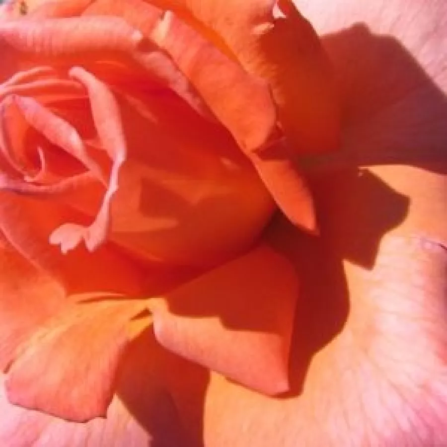 John Ford - Trandafiri - My nan™ - comanda trandafiri online