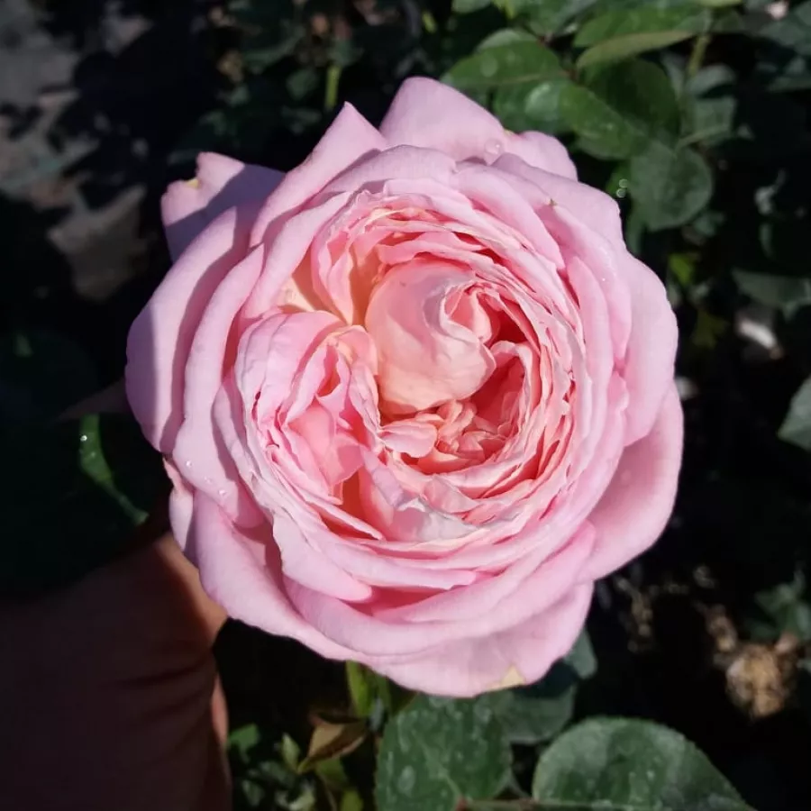 Rose Ibridi di Tea - Rosa - Myriam™ - Produzione e vendita on line di rose da giardino