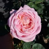 Vrtnica čajevka - roza - Vrtnica intenzivnega vonja - Rosa Myriam™ - Na spletni nakup vrtnice