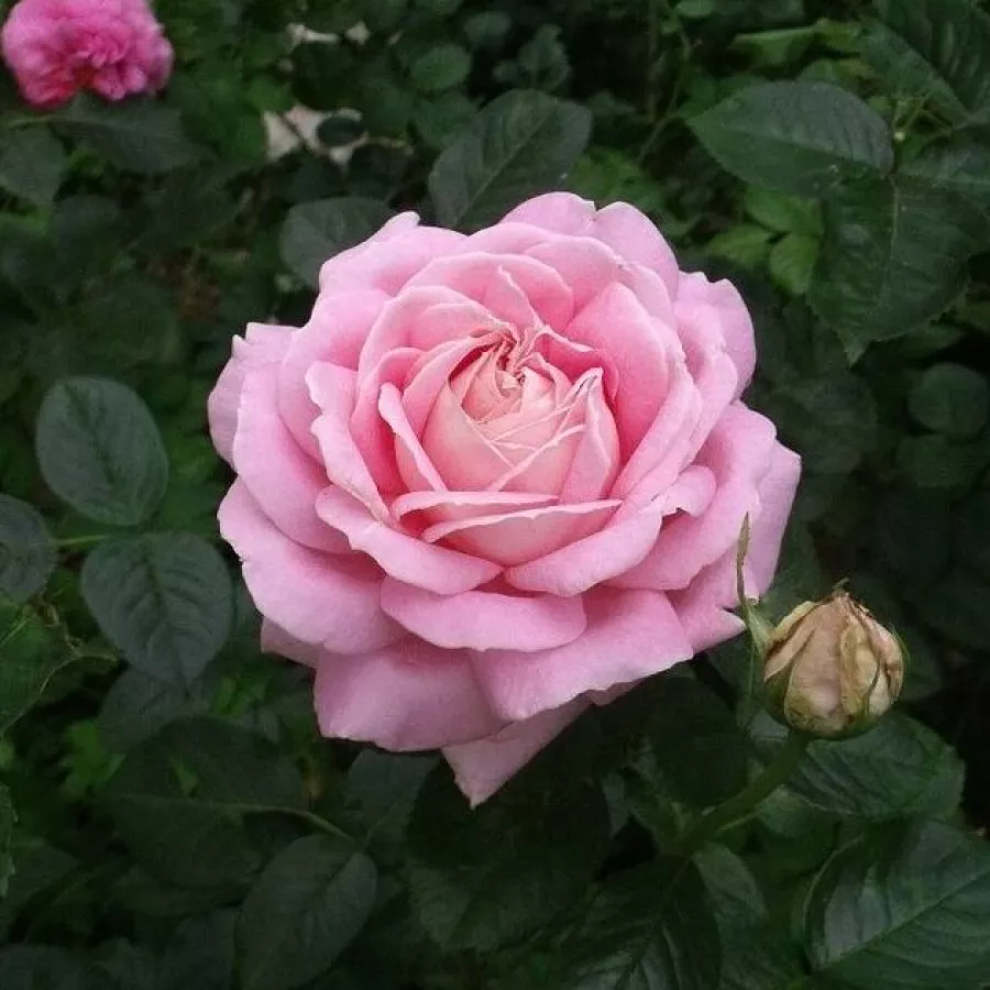 Rózsaszín - Rózsa - Myriam™ - Online rózsa rendelés