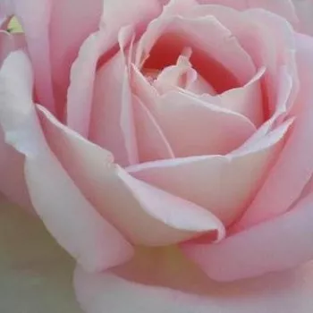 Trandafiri online - Trandafiri hibrizi Tea - roz - trandafir cu parfum intens - Myriam™ - (75-80 cm)
