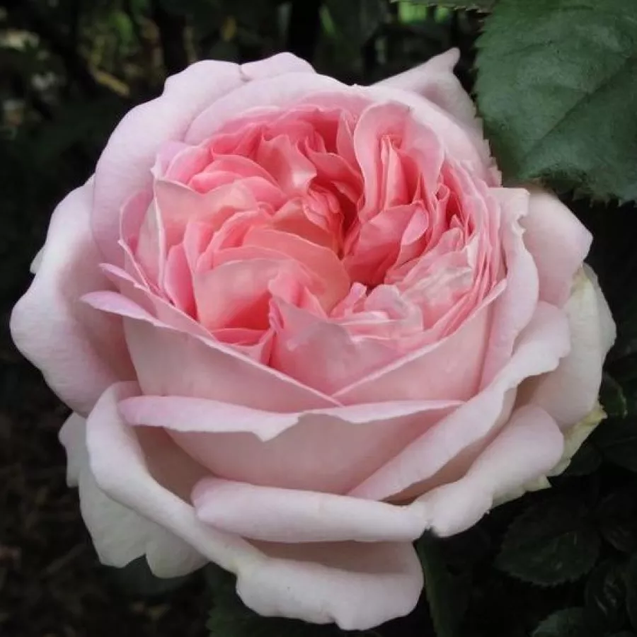 Różowy - Róża - Myriam™ - 