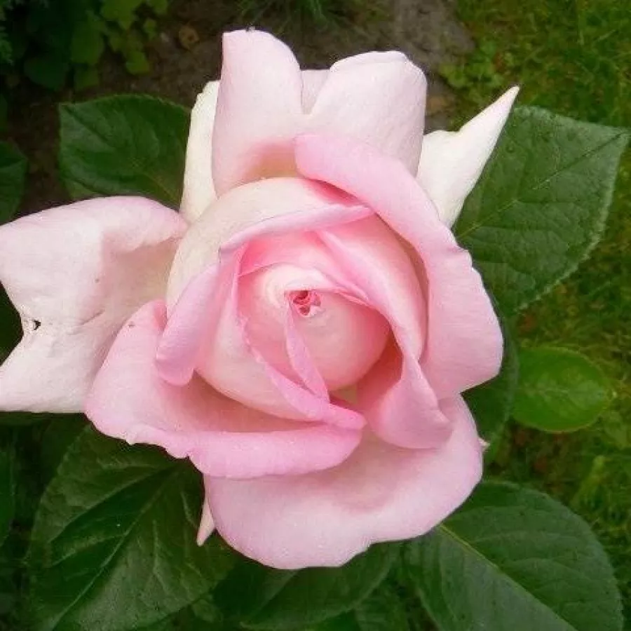 árbol de rosas inglés- rosal de pie alto - Rosa - Myriam™ - rosal de pie alto