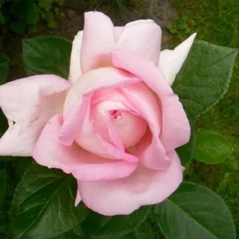 Rosa Myriam™ - roz - trandafiri pomisor - Trandafir copac cu trunchi înalt – cu flori tip trandafiri englezești