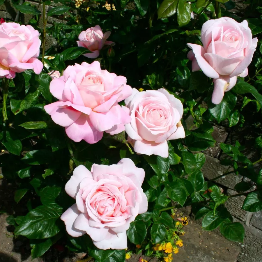 120-150 cm - Rosa - Myriam™ - rosal de pie alto