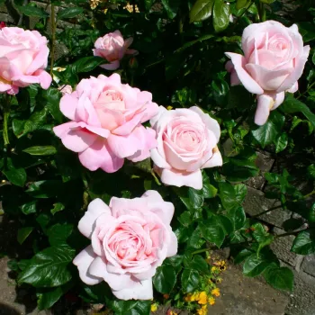 Rosa claro - árbol de rosas inglés- rosal de pie alto - rosa de fragancia intensa - canela