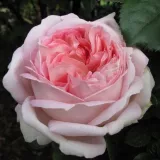 Ruža čajevke - ružičasta - Rosa Myriam™ - intenzivan miris ruže