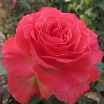Rosa Mystic Glow™ - rózsaszín - virágágyi floribunda rózsa