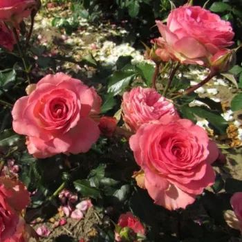 Rózsaszín - vörös sziromszél - virágágyi floribunda rózsa - intenzív illatú rózsa - gyümölcsös aromájú