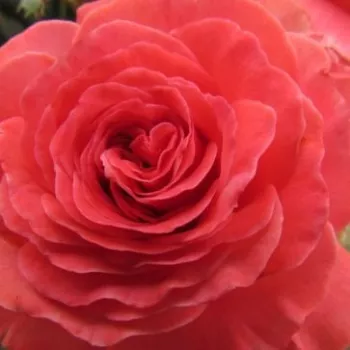Online rózsa vásárlás - rózsaszín - virágágyi floribunda rózsa - Mystic Glow™ - intenzív illatú rózsa - gyümölcsös aromájú - (70-90 cm)