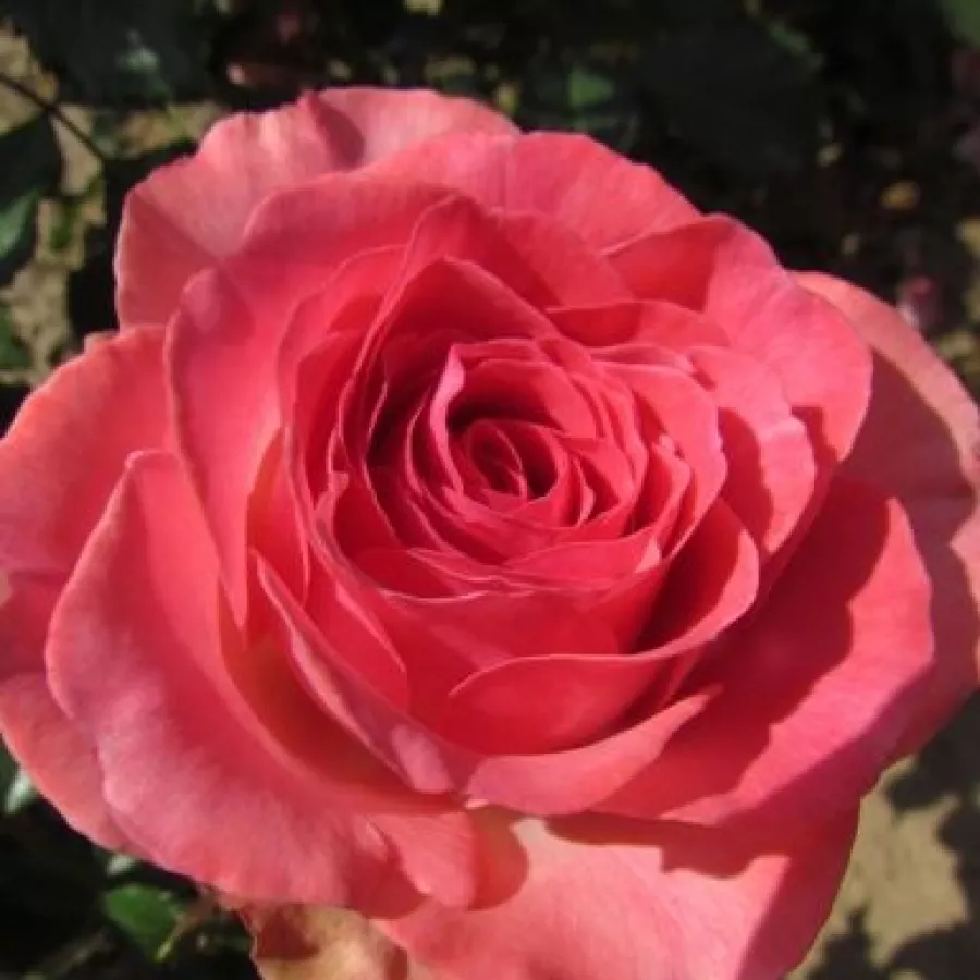 Róże rabatowe grandiflora - floribunda - Róża - Mystic Glow™ - Szkółka Róż Rozaria