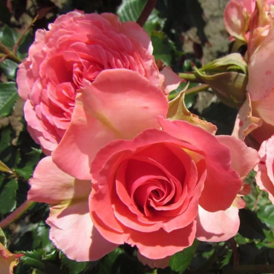 Różowy - Róża - Mystic Glow™ - Szkółka Róż Rozaria