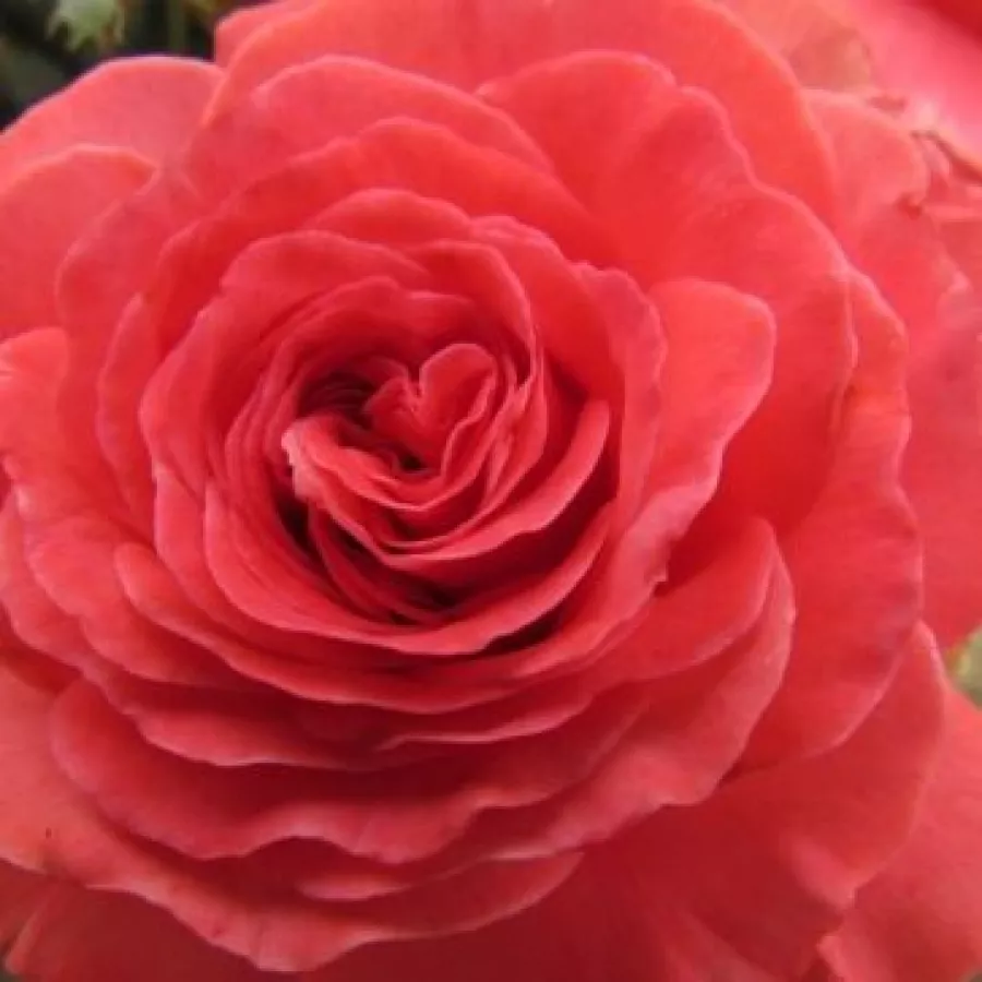 Floribunda - Rosa - Mystic Glow™ - Produzione e vendita on line di rose da giardino