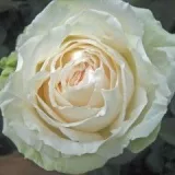 Fehér - teahibrid rózsa - Online rózsa vásárlás - Rosa Mythos - diszkrét illatú rózsa - pézsmás aromájú