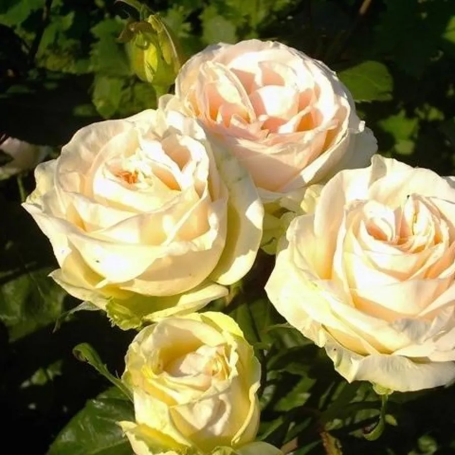 Biely - Ruža - Mythos - Ruže - online - koupit