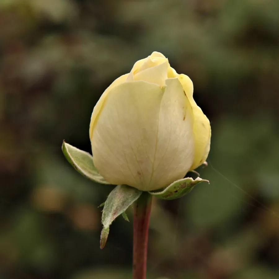 Róża z dyskretnym zapachem - Róża - Mythos - Szkółka Róż Rozaria