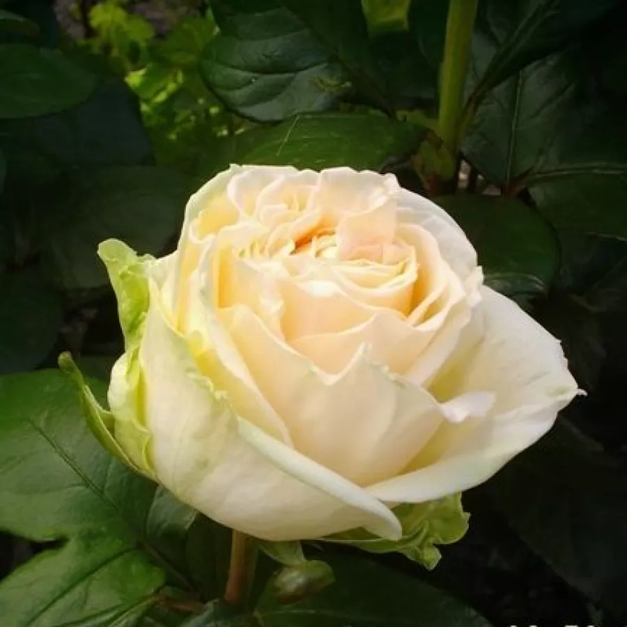 Trandafiri pomisor - Trandafir copac cu trunchi înalt – cu flori teahibrid - Trandafiri - Mythos - 