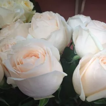 Kremowy, z zielonkawym odcieniem - róża pienna - Róże pienne - z kwiatami hybrydowo herbacianymi