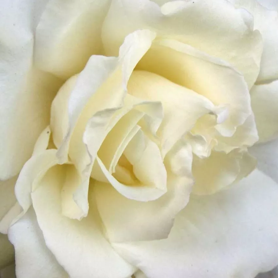 Magányos - Rózsa - Mythos - Kertészeti webáruház