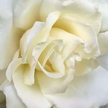 Rosa Mythos - rosa de fragancia discreta - Árbol de Rosas Híbrido de Té - rosal de pie alto - blanco - Hans Jürgen Evers- forma de corona de tallo recto - Rosal de árbol con forma de flor típico de las rosas de corte clásico.
