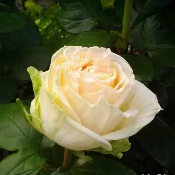 Rosa Mythos - blanche - Fleurs hybrid de thé - rosier à haute tige - tiges montantes