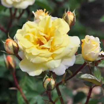 NADIA ZEROUALI™ – sárga virágágyi floribunda rózsa - Tanjga