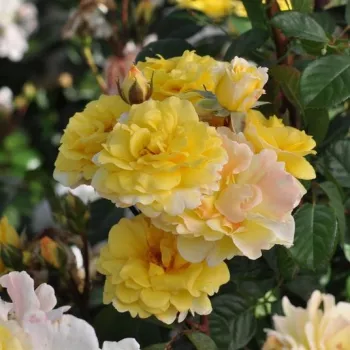 Halvány, krémes sárga árnyalat. - virágágyi floribunda rózsa - erős, jól érvényesülő illatú rózsa - friss, citrusos karakterű