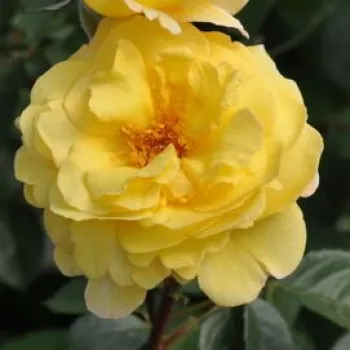 Online rózsa kertészet - sárga - erős, jól érvényesülő illatú rózsa - Nadia Zerouali™ - virágágyi floribunda rózsa - (70-100 cm)