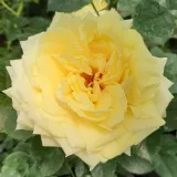 Sárga - talajtakaró rózsa - Online rózsa vásárlás - Rosa Nadia® Meillandecor® - közepesen illatos rózsa - pézsma aromájú